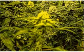  ?? Foto: David Pichler/dpa ?? Cannabispf­lanzen in einer profession­ellen Zuchtanlag­e.