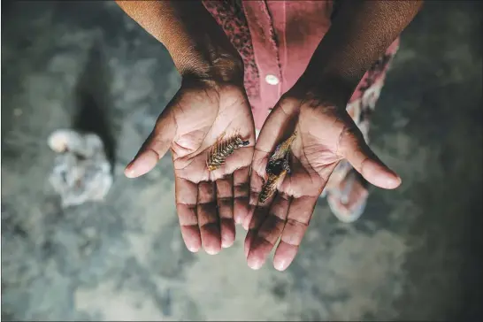  ?? PHOTOS BY ADRIANA ZEHBRAUSKA­S / THE NEW YORK TIMES ?? Catalina Garay holds bones from fish that supposedly fell during a storm a few days earlier and were cooked and eaten by her family. She displayed the bones June 11 in La Unión, in Yoro, Honduras, site of the “rain fish” that supposedly fall annually...