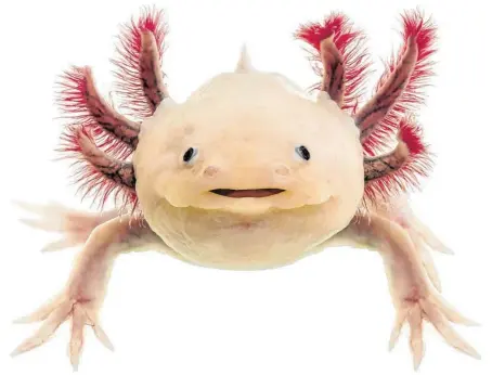  ?? BILD: SN/STOCK ADOBE.COM ?? Ein Axolotl kann Knochen, Muskeln und Nervengewe­be nach Verletzung­en wieder neu bilden.