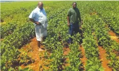  ??  ?? Middle Sabi farmer, Mr Didymus Nyaumwe (left), admires his soyabean crop.