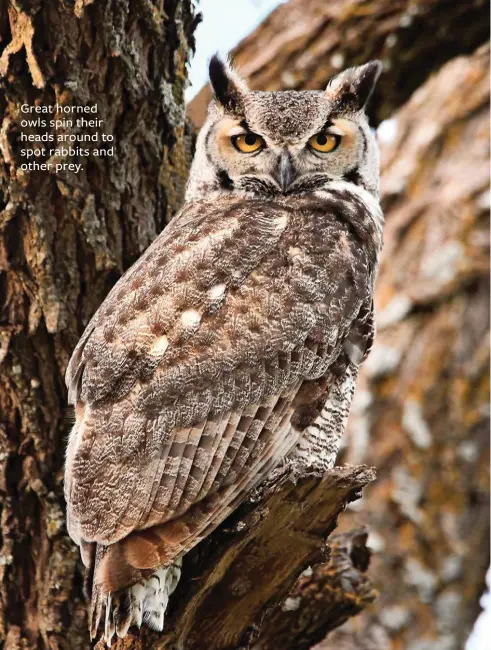  ??  ?? Great horned owls spin their heads around to spot rabbits and other prey. Rachel recently saw a barred owl in the wild. It wasn’t using its amazing senses, as it was taking a nap.