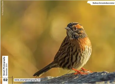  ??  ?? Rufous breastedac­centor