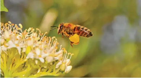  ?? Foto: Naturerleb­niszentrum Bayern ?? Die Biene hat es nicht leicht. Die Varroamilb­e, Spritzmitt­el und fehlende Blühfläche­n machen ihr das Leben schwer.