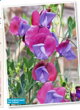  ??  ?? The original sweet pea ‘Cupani’