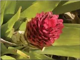  ?? PHOTO BY JOSHUA SISKIN ?? This tortoise head bromeliad (Quesnelia testudo) grows in the UCLA Botanical Garden.