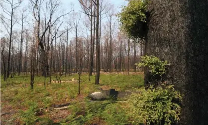  ?? Kirchhoff.Photograph: David Crosling/AAP ?? Scientists are asking for help from the public to understand bushfire devastatio­n. “We want birds, insects, green shoots, animal poop, fungus … Even if it’s a tree that has burned to a crisp, that’s still useful,” says Casey