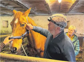  ?? FOTOS (3): STEFANIE REBHAN ?? Für dieses Pferd ist die Prozession schon am Beginn beendet. Es hat einen Schnitt über dem Auge, den Christoph Ganal mit einer Salbe behandelt.