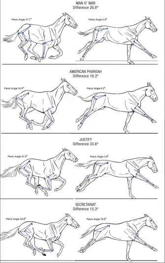  ??  ?? MAN O’ WAR Difference 26.8o AMERICAN PHAROAH Difference 16.3o JUSTIFY Difference 33.6o SECRETARIA­T Difference 15.3o This comparison looks at the overall elasticity of the horse’s back and the degree to which he coils and uncoils his loins to generate thrust from the push of the hind limbs. The reference limb for the collected phase is the left hind; for the extended phase, the contacting forelimb. Justify exhibits very superior technique in this comparison, better than either Secretaria­t or Man o’ War, with a whopping 33.6 degrees of difference in pelvic angle between the most coiled and most uncoiled positions. He not only has a more elastic back but long forelimbs with great reach. Secretaria­t wins in terms of power and loft, Justify in terms of elasticity and scope.