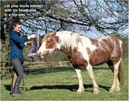  ??  ?? Let your horse interact with his headcollar in a fun way