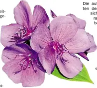  ?? BILD: PETER BUSCH ?? Die auffallend großen Blüten der Tibouchina zeigen sich über einen Zeitraum von einem halben Jahr.