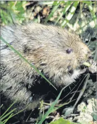  ?? Contribute­d ?? n CONSERVATI­ON: Some wildlife species are thriving in the Chilterns, despite the national declines in wildlife. The water vole is one of them