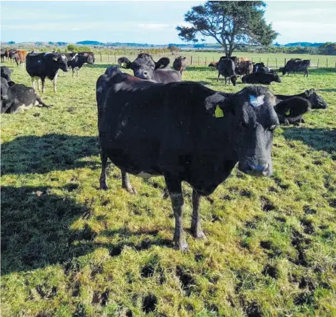  ?? ?? Talk to your local vet about choosing the best option to test your herd’s milk cultures for bacteria after drying off.