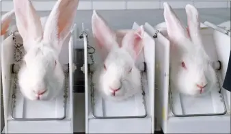  ??  ?? CRUEL PRACTICE: Rabbits in cosmetics testing. Opponents include Leona Lewis, right