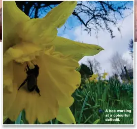  ?? ?? A bee working at a colourful daffodil.