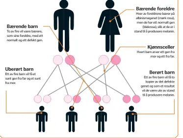  ??  ?? Bærende barn
To av fire vil være bærere, som sine foreldre, med ett normalt og ett defekt gen.
Uberørt barn
Ett av fire barn vil få et sunt gen fra far og et sunt fra mor.
Bærende foreldre
Hver av foreldrene bærer på albinismeg­enet ( mørk rosa),...