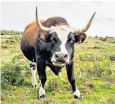  ??  ?? Horned cattle grazing on New Forest land have been known to attack dog walkers