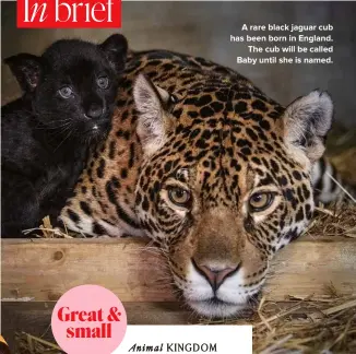  ??  ?? A rare black jaguar cub has been born in England.
The cub will be called Baby until she is named. Great & small