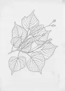  ?? ?? Line drawing of lime tree leaves by Donald Pigott