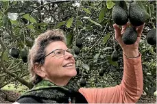  ??  ?? Investor Noelene Quedey inspects avocados on a Myfarm property.