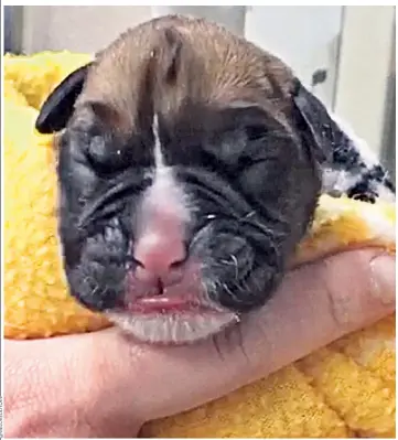  ?? @WELOVEDDYL­AN ?? Puppy love: cloning this boxer puppy required a technique that costs £67,000 a time to be carried out by a firm from South Korea