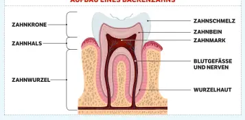  ??  ?? AUFBAU EINES BACKENZAHN­S