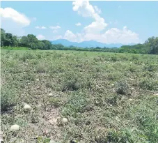  ??  ?? DAÑO. Diez manzanas sembradas de sandía se perdieron por completo debido a las correntada­s de agua.