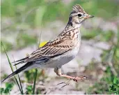  ?? FOTO: DPA ?? Von 63 Revierpaar­en der Feldlerche im Jahr 2013 ist das Aufkommen dieses Vogels auf 19 gesunken.