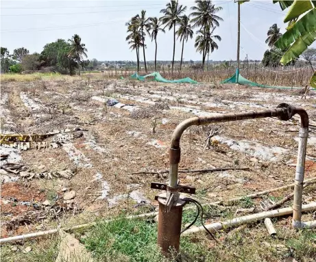  ?? BHAGYA PRAKASH K. ?? The drying up of borewells has resulted in the loss of crops in Yannur near Shidlaghat­ta in Chickballa­pur district.