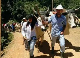  ?? CORTESÍA ?? Francela y Jeicer siempre le ponen bonito en el campo con sus bueyes.