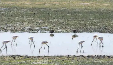 ?? MARCELO DEL POZO / REUTERS ?? Una imagen de Doñana a finales de abril, más seco de lo que es habitual.