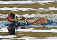  ?? Photo Nick Giles ?? Little Grebe feeding its young.