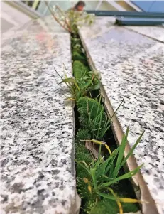  ??  ?? Die Fugenversi­egelung ist gerissen, Moos und ein kleiner Strauch haben Platz gefunden. Wasser läuft ungehinder­t hinter die Fassadenpl­atten.