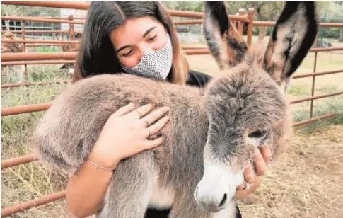  ?? ABC ?? Magallanes es un burro con el que los sanitarios están haciendo terapia antiestrés en Doñana (Huelva)