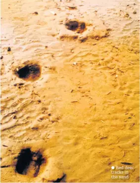  ??  ?? Red deer tracks in the sand