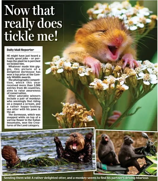  ??  ?? Sending them wild: A rather delighted otter, and a monkey seems to find his partner’s driving hilarious