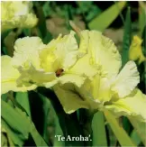  ??  ?? ‘Our Dorothy’. ‘Te Aroha’.