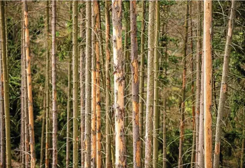  ?? FOTOS: SASCHA FROMM ?? Borkenkäfe­rplage in Thüringen: Ein betroffene­s Waldgebiet bei Schleiz, deutlich sind im Foto die toten Fichten zu erkennen.