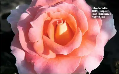  ??  ?? Introduced in 2015, ‘Inspire’ is an impressive Hybrid Tea