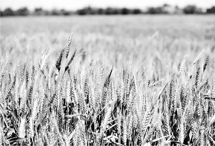  ??  ?? An early wheat crop in the Central Valley in Davis, California.