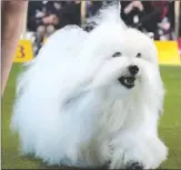  ?? SANDY STECK/Special to The Courier ?? LEFT: First Kiss, a Coton de Tulear, from Abbotsford, competes last week in New York.