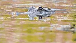  ?? GERALD HERBERT/AP ?? An alligator swims Feb. 27 near LaPlace, La. Uncontroll­ed hunting nearly wiped out American alligators before Louisiana barred all hunting of the reptiles in 1962.