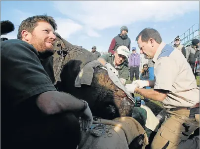  ?? Picture: FREDLIN ADRIAAN ?? HEALING HANDS: Shamwari ranger Bruce Main, left, assists Dr William Fowlds, centre, and Dr Gerhard Steenkamp as they perform an operation on Hope, the female rhino which was so badly mutilated by poachers that she has had to undergo several rounds of...