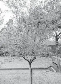  ??  ?? The olive tree’s gray-green, evergreen foliage make it another good candidate for a screen tree. “Arbequina” and “Arbosana” reach a mature height of 12 to 15 feet. “Mission” can reach a height of 20 feet if taller screening is required.