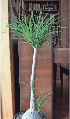  ?? LEE REICH VIA AP ?? Cutting back the single stem of this ponytail palm to prevent it from growing too tall has coaxed it to send new stems all along the remaining trunk.