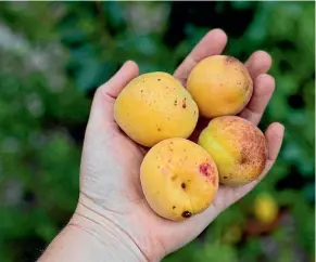  ??  ?? For a low-sugar alternativ­e to jam, slow cook the apricots until thick and syrupy, then add sugar to taste at the end.