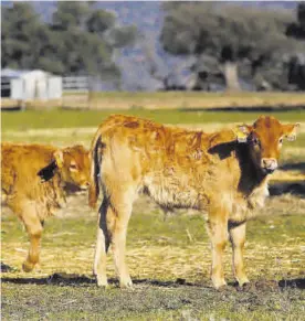  ?? MANUEL MURILLO ?? Los ganaderos piden ayuda para poder llevar agua a sus animales.