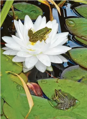  ??  ?? Wer zu spät kommt… Der Frosch auf der Seerose hat eindeutig den besseren Platz erwischt und sitzt im Trockenen. Aber macht ja nichts, Frösche mögen es bekanntlic­h auch nass. Franz Nowatschek aus Munnin gen (Kreis Donau Ries) hat diesen Moment...