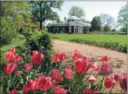  ?? DEAN FOSDICK VIA AP ?? This photo shows tulips blooming at Thomas Jefferson’s Monticello near Charlottes­ville, Va. Timing is important when planting spring-blooming bulbs in the autumn.