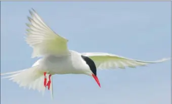  ??  ?? Arctic tern numbers built up on Pladda during the month. Photograph: Dennis Morrison.