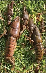 PLAGUE IS CLAWS FOR CONCERN Deadly crayfish disease could wipe out species  - PressReader